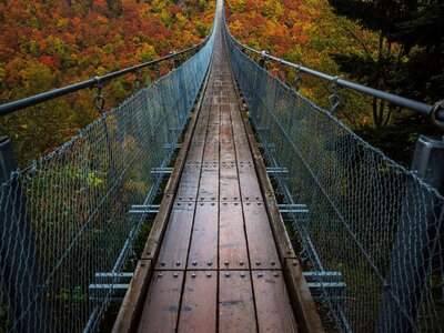 Hängeseilbrücke Geierlay: a suspension bridge in the middle of a forest