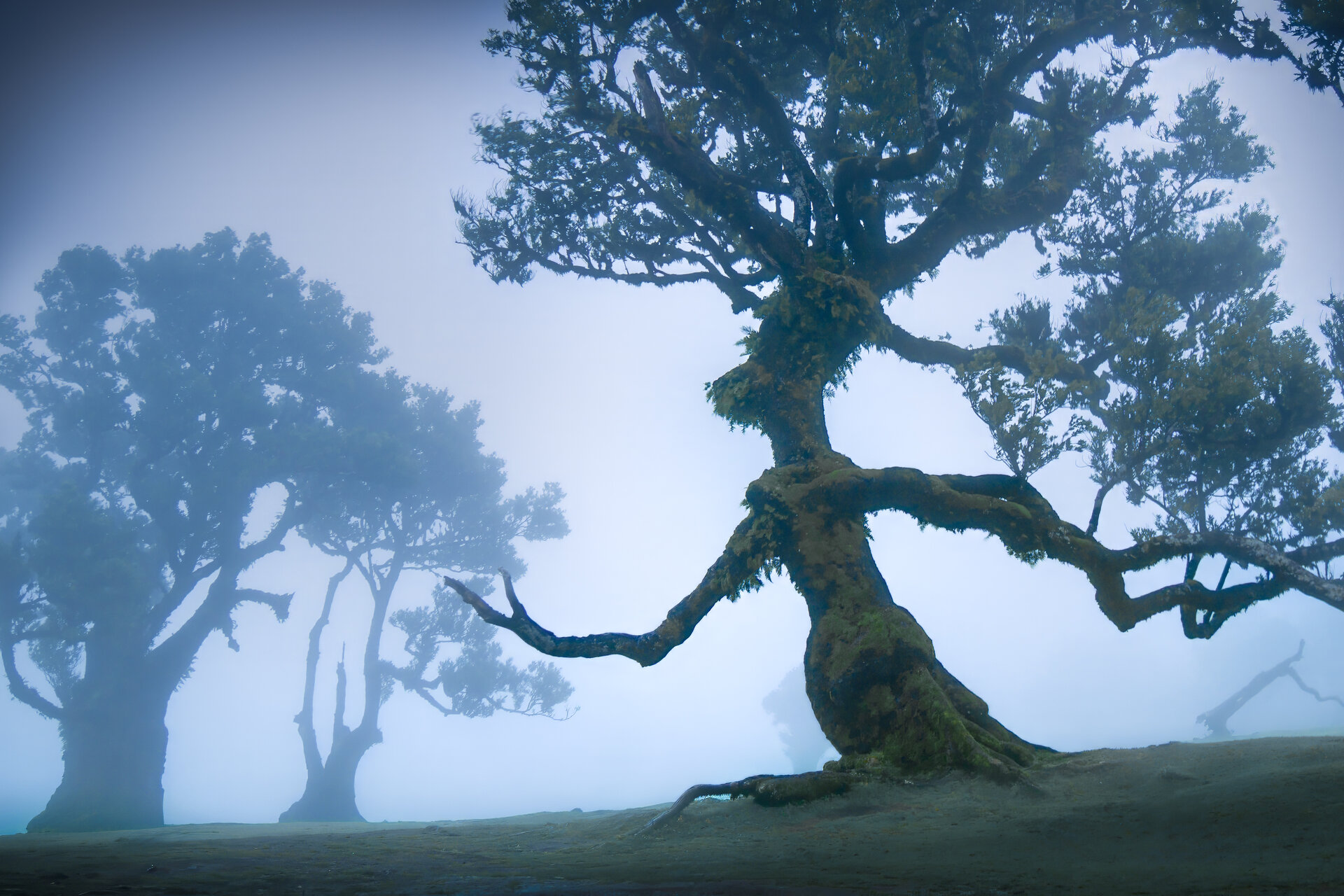 Klassiker des Fanalwaldes