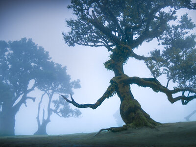 Klassiker des Fanalwaldes