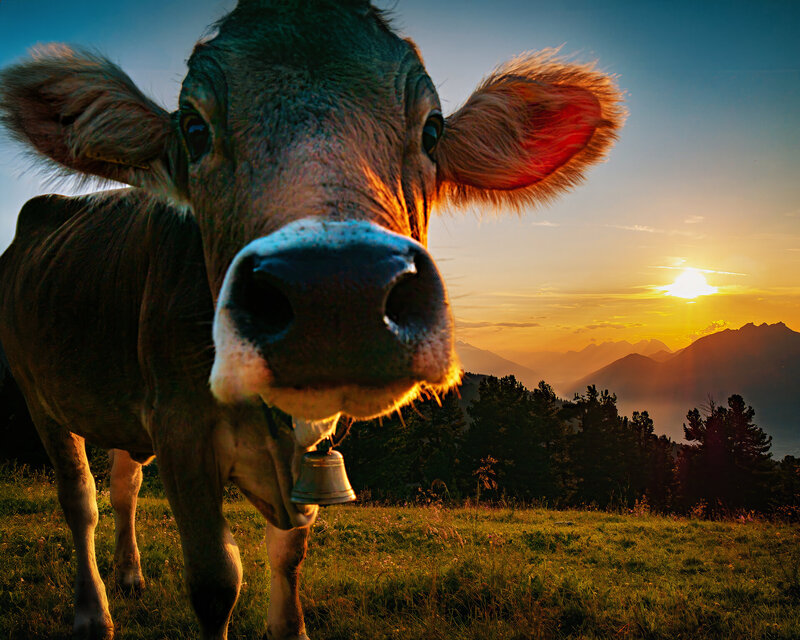Sommer auf der Alm