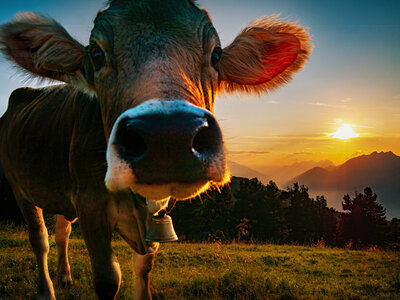 Glungezer: Sommer auf der Alm