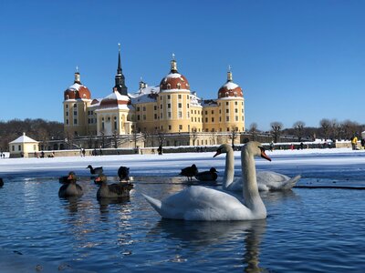 Schloss Moritzburg: a group of ducks floating on top of a lake