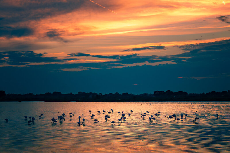 Flamingos bei Aigues-Mortes