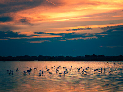 Lakes near Aigues-Mortes: Flamingos near Aigues-Mortes
