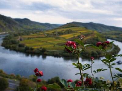 Moselschleife Bremm: moselle river bend